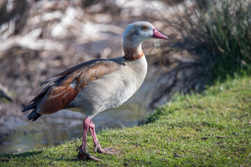 Goose profile