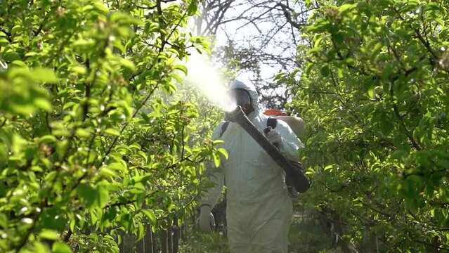Farm Worker in Coveralls With Gas Mask Spraying Orchard With Motorized Backpack Mist Blower in Slow Motion. Fruit Grower In Personal Protective Equipment Spraying Orchard In Springtime.
