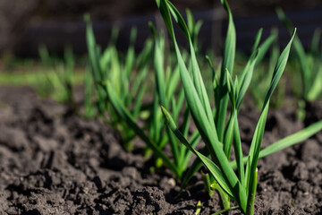 Young shoots of garlic on the field on a spring sunny day