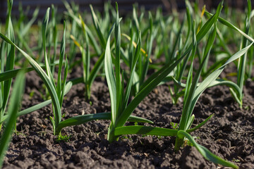 Young shoots of garlic on the field on a spring sunny day
