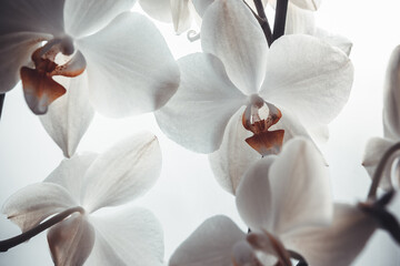 White orchid flowers on white background, close up. Background from Phalaenopsis orchid for poster, calendar, screensaver, wallpaper, postcard, banner, cover, website. A place for your design or text