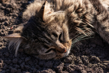 Naklejka premium Sad gray cat lies on a ground. Depressed illness and suppressed by the disease animal. Feline health background.