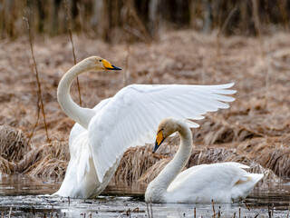 Whooper swan male displaying to female in flooded meadow