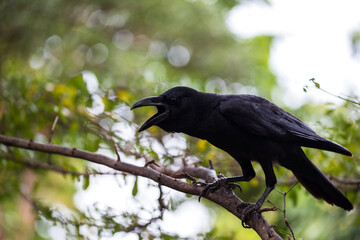 Black crow stand on tree branch over blur green leaf bokeh