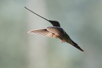 hummingbird in flight