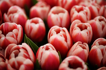 Fototapeta na wymiar Lots of blooming tulips.