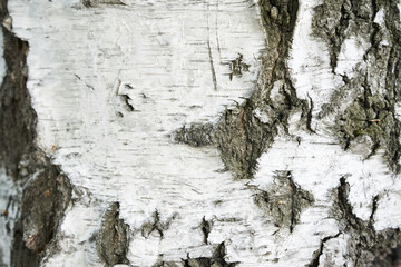 A frame of black and white stripes and a cracked natural birch texture. A birch trunk with space to...