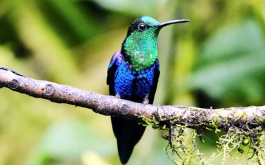 kingfisher on a branch