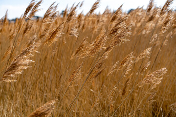 River Reeds Holes Bay At Sunset