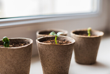 Young zucchini seedlings on the windowsill