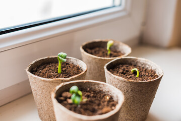 Young zucchini seedlings on the windowsill