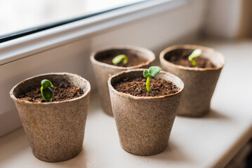 Young zucchini seedlings on the windowsill