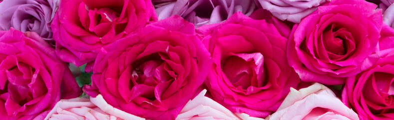 Fototapeta na wymiar Violet and pink blooming roses