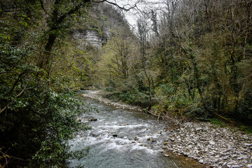 river in the woods