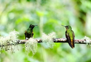 black tailed bee eater © Cristian