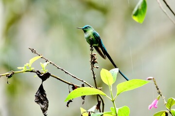 bird on a branch