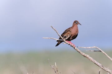 red winged blackbird