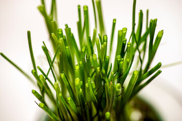 green chives isolated on white, nacka, sverige,sweden, sverige