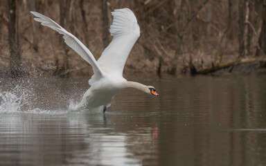 cygnus, bird, wasser, see, natur, tier, weiß, wild lebende tiere, bird, 