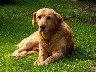 Big golden dog lying on the grass on a sunny day