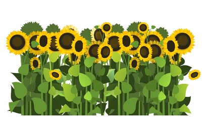 Sunflower grows in the field. Harvest agricultural plant. Food product of sunflower oil production. Farmer farm illustration. Object isolated on white background. Vegetable garden cultivation. Vector