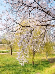 한국 봄풍경 벚꽃사진