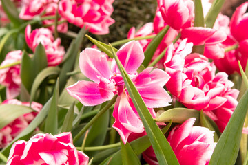 Pink tulips flowers in the garden in spring