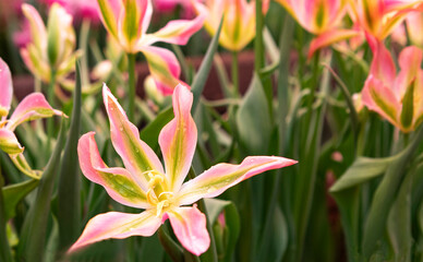 Obraz premium Pink tulips flowers in the garden in spring