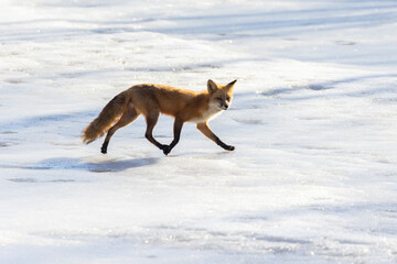 Red fox crossing a frozen lake