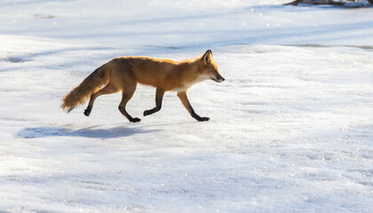 Red fox crossing a frozen lake