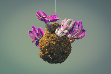 Kokedama with Tradescantia zebrina plant (Inch Plant). Ball of soil, covered with moss, on which an...
