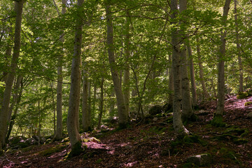 Obraz premium A large pine forest with green leaves