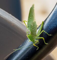 Katydid (Tettigoniidae), also called long-horned grasshopper or bushcricket, walking on a black metal bar.