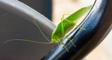 Katydid (Tettigoniidae), also called long-horned grasshopper or bushcricket, walking on a black metal bar.