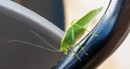 Katydid (Tettigoniidae), also called long-horned grasshopper or bushcricket, walking on a black metal bar.