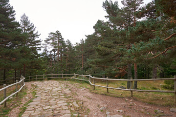 A stone path in a pine forest on an autumn day