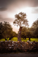 Olive tree in the forest