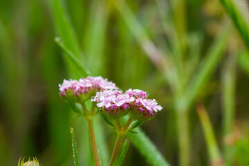 makro kwiaty rośliny wiosna natura flora © Piotr