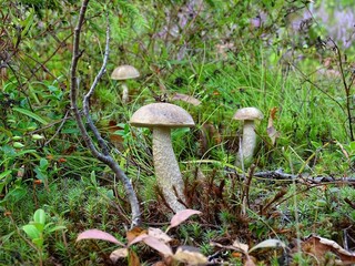 mushrooms in the forest