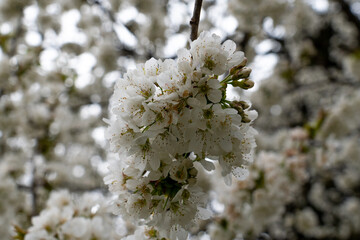 Weiße Blüten auf Baum in voller Blüte
