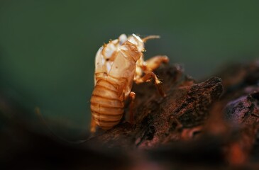 Cicada moulting on a tree in the south of france