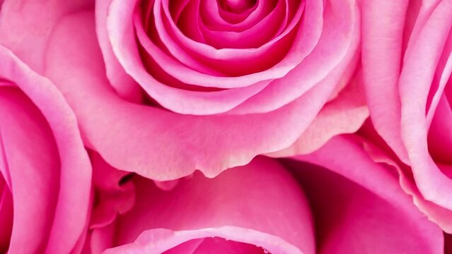 
Background image of roses. Colored fresh pastel color roses. 

