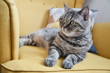 Tabby grey cat lies on soft yellow armchair. Cute domestic cat relax indoors.