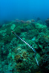 Banded Sea Snake. Philipine islands.
