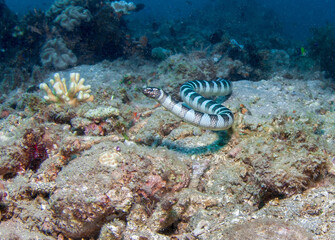 Banded Sea Snake. Philipine islands.
