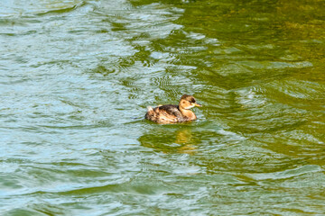 Little grebe Tachybaptus ruficollis with winter plumage