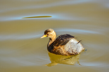 Little grebe Tachybaptus ruficollis with winter plumage