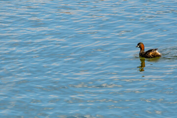 Little grebe Tachybaptus ruficollis with breeding plumage