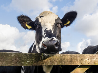 Young Friesian black and white cow, heiffer, looking over gate.