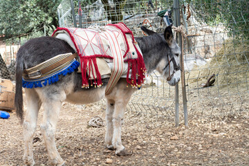 Burro ataviado con su aparejo de trabajo - obrazy, fototapety, plakaty